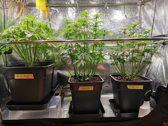 Mix grow BT22 (1)
