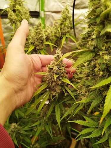 Eine Hand hält einen einzelnen, dichten Cannabis-Bud, während im Hintergrund weitere Buds und Pflanzen zu sehen sind.