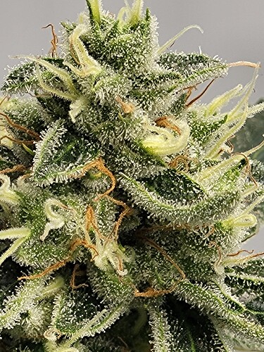 Growreport Bild 5