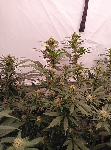 Growreport Bild 78