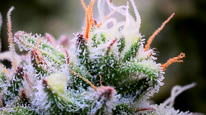 Nahaufnahme eines Cannabis-Buds mit deutlich sichtbaren Trichomen und Stigmen.