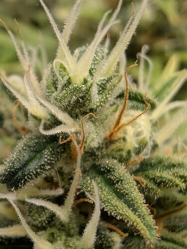 Growreport Bild 1