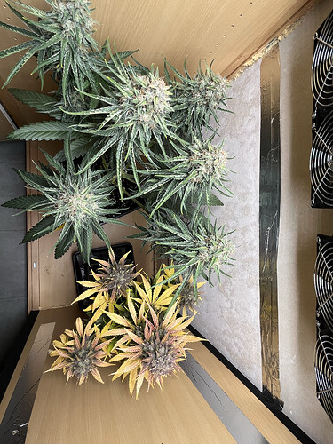Growreport Bild 7