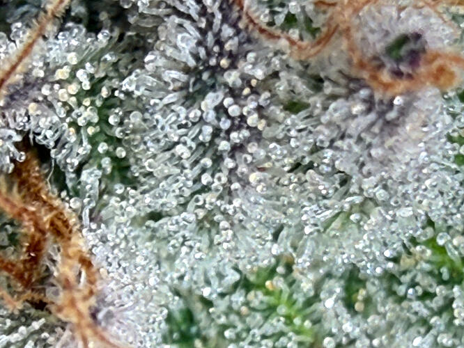 Growreport Bild 14