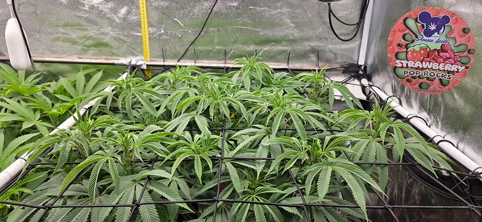 Growreport Bild 4