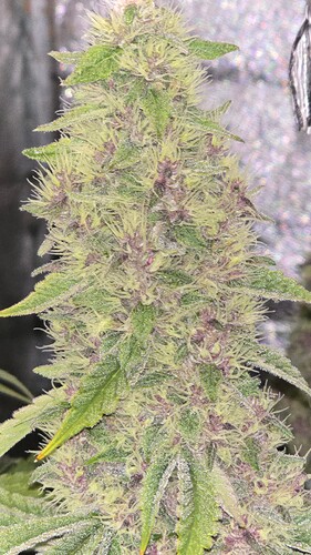 Growreport Bild 14