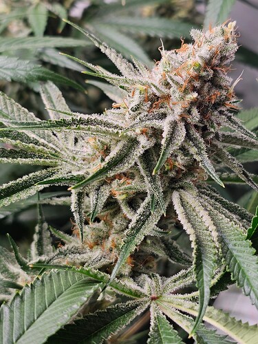 Growreport Bild 5