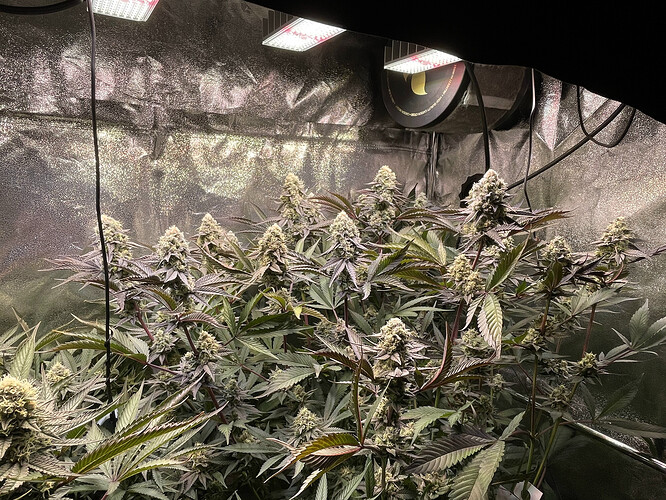 Growreport Bild 14