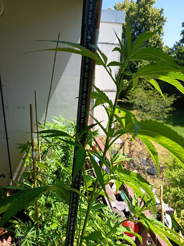 Growreport Bild 4