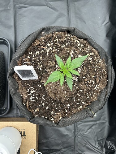 Growreport Bild 7