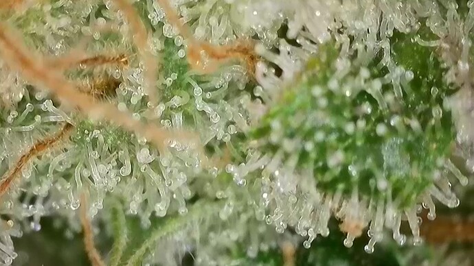 Growreport Bild 11