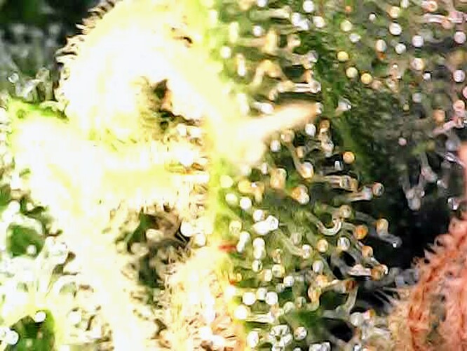 Growreport Bild 62