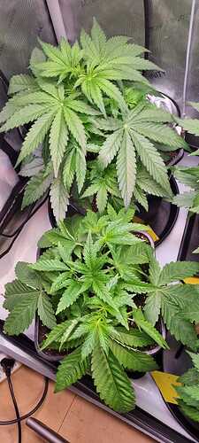 WhatsApp Image 2025-12-13 at 14.02.38 (4)