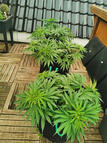 Growreport Bild 4