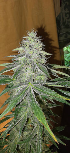 Growreport Bild 34