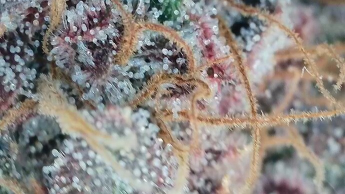 Growreport Bild 7