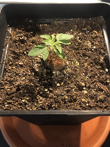 Growreport Bild 2