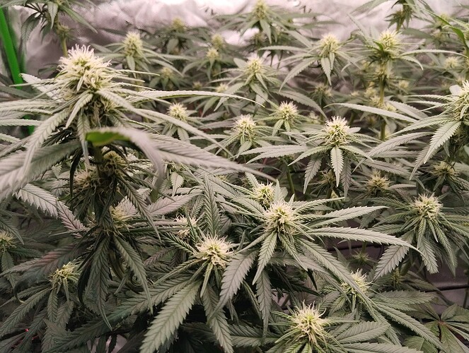 Growreport Bild 17