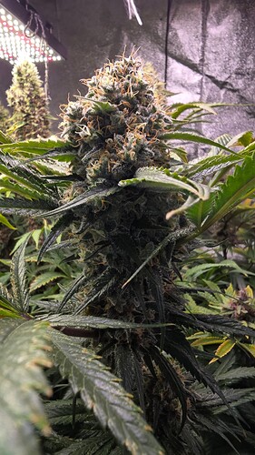 Growreport Bild 9