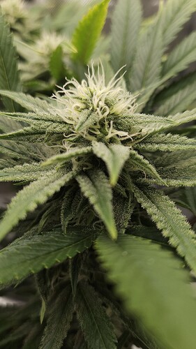 Growreport Bild 15