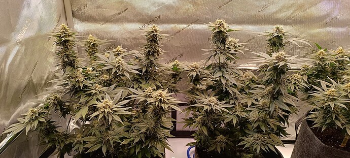 Growreport Bild 2