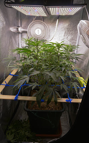 Growreport Bild 1