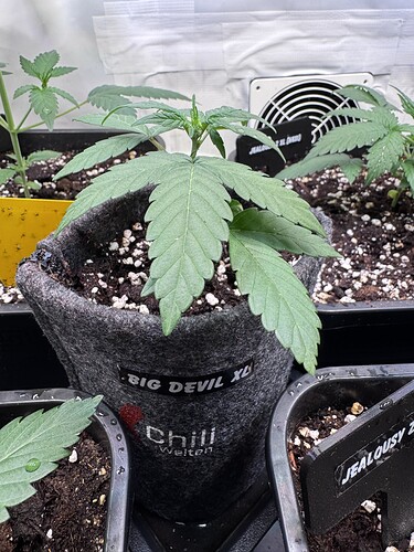 Growreport Bild 8