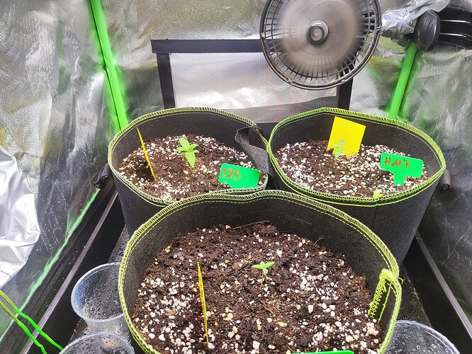 Growreport Bild 1