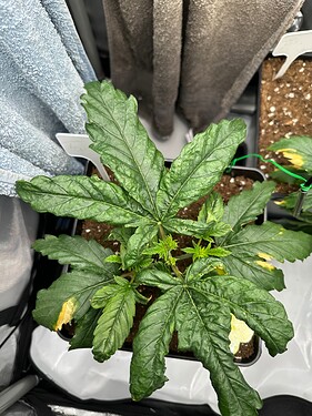 Growreport Bild 3