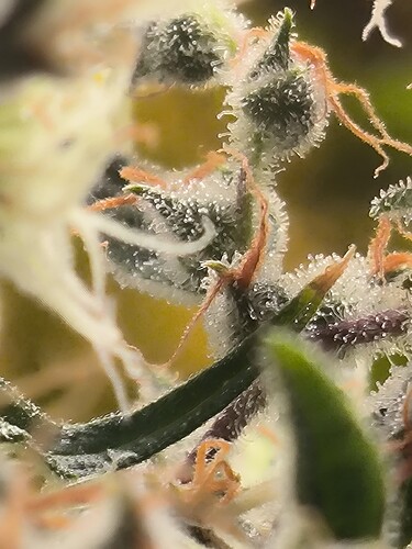 Growreport Bild 5