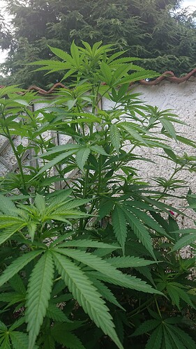 Growreport Bild 48