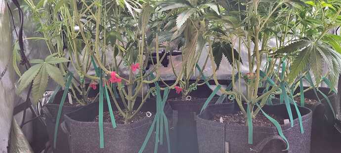 Growreport Bild 40