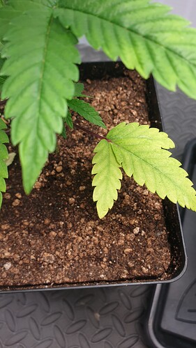 Growreport Bild 3