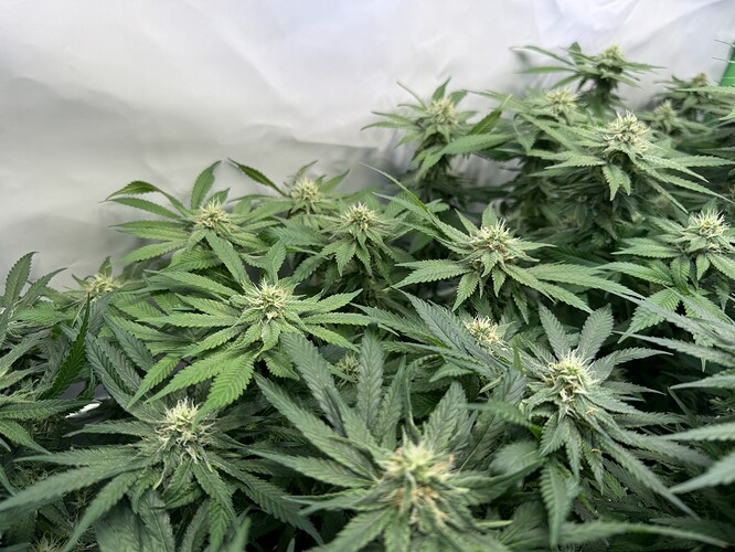 Growreport Bild 25