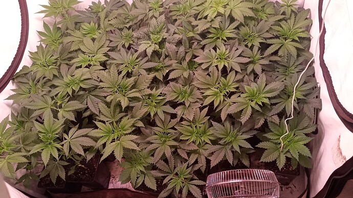 Growreport Bild 8