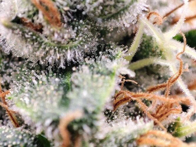 Growreport Bild 34