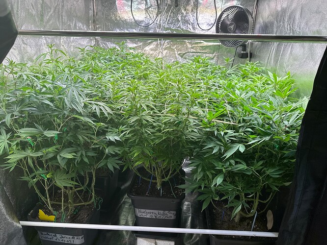 Growreport Bild 46