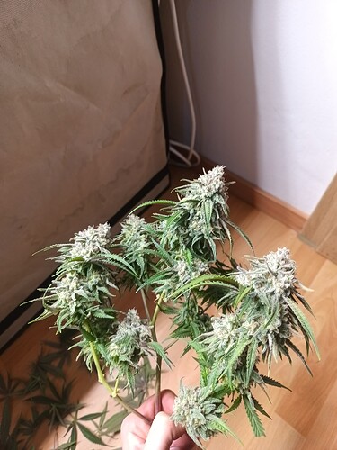 Growreport Bild 15