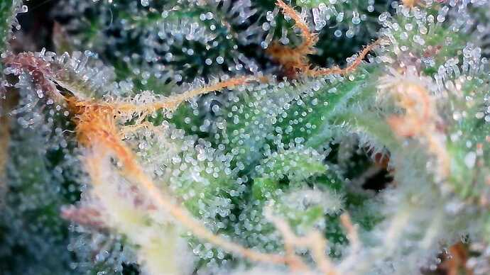 Growreport Bild 36