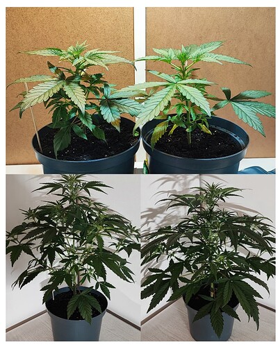 Growreport Bild 6
