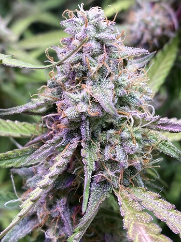 Growreport Bild 37