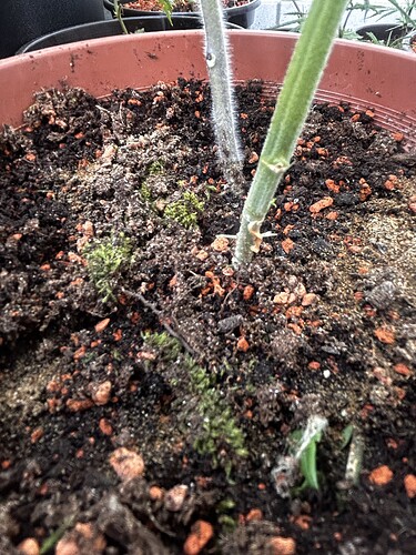 Growreport Bild 45