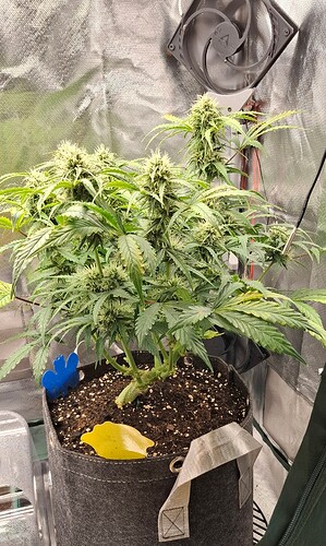 Growreport Bild 1
