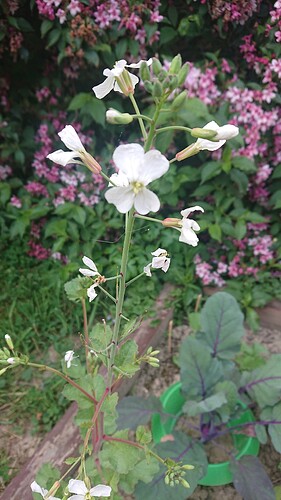 Growreport Bild 11
