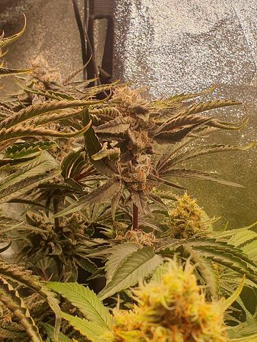 Growreport Bild 2