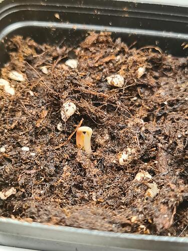 signal-2024-06-15-035532