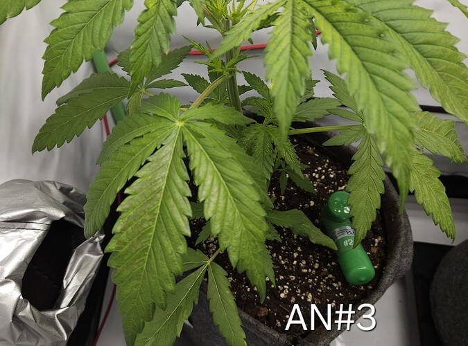 Growreport Bild 9