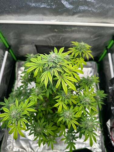 Growreport Bild 19