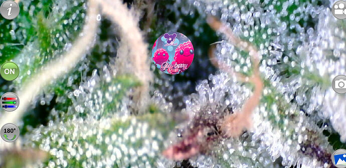 Growreport Bild 66
