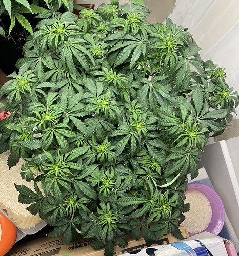 Growreport Bild 1
